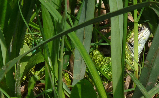 18.kép Zöld gyík nőstény