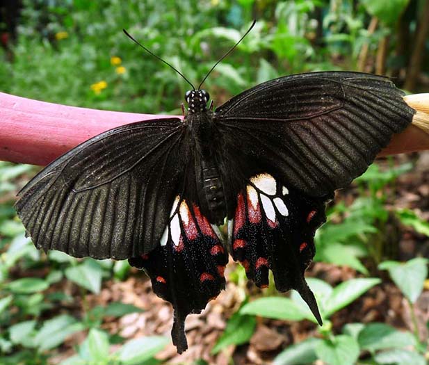 2. Óriás fecskefarkú pillangó