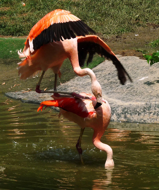 Flamingó párzási kísérlet