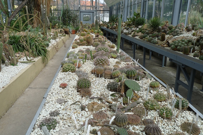 Kaktuszgyűjtemény