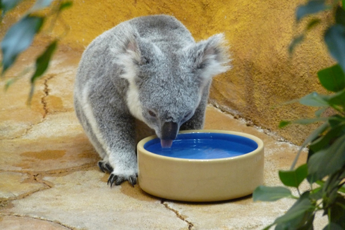 A koala mégis iszik