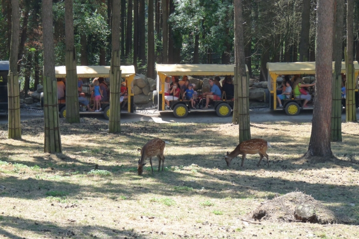 Szafari park az állatkertben