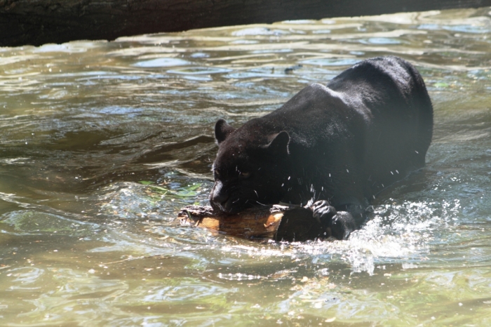 Fekete jaguár játszik a vízben