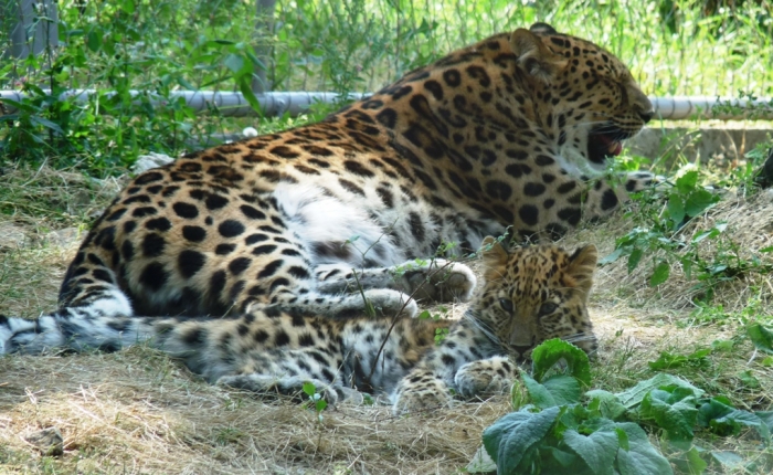 Amuri leopárd kölykével