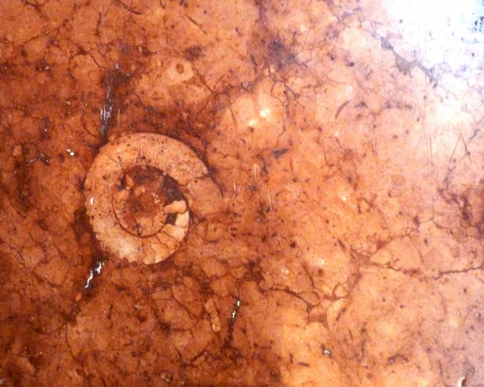 Ammonita metszete az esztergomi Bazilika falán