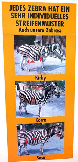 A zebrák egyedi különbségei