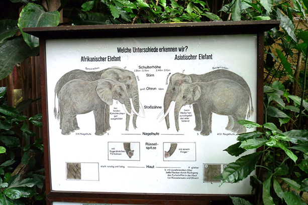 Az afrikai és ázsiai elefántok közti különbségek
