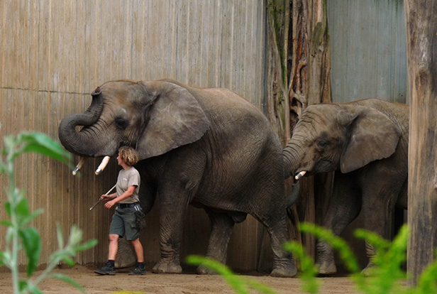 Elefántok várnak az esti bevonulásra