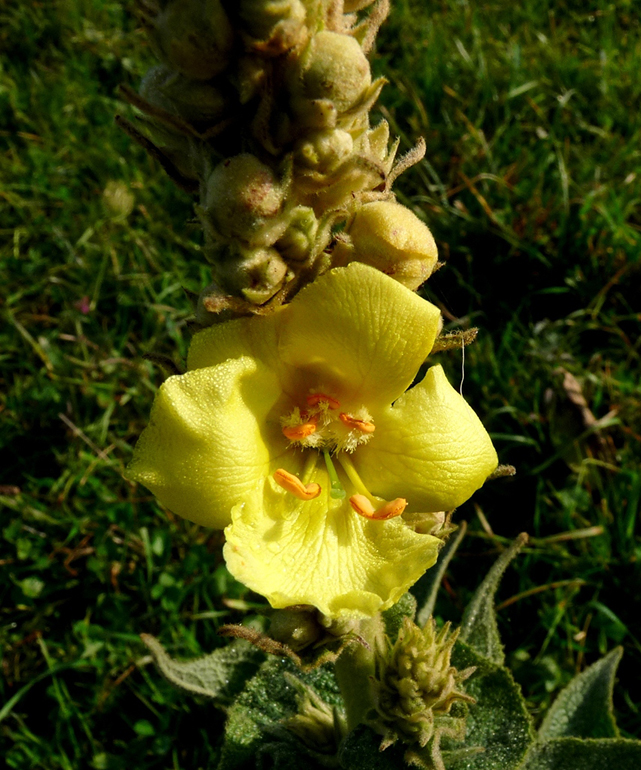 Az ökörfarkkóró virágában 3 porzó a szőrös