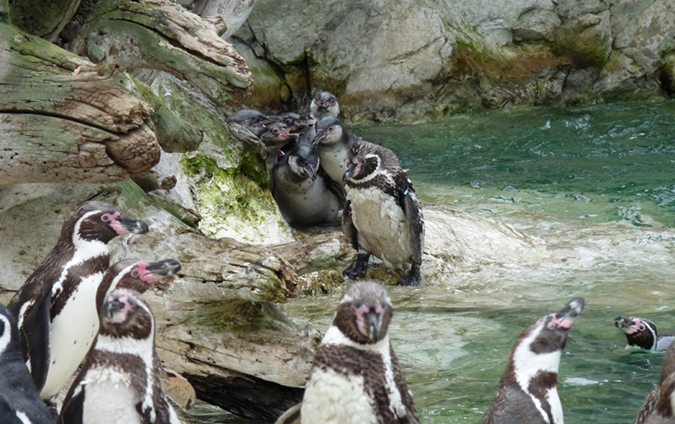 Humboldt pingvinek kicsinyeikkel