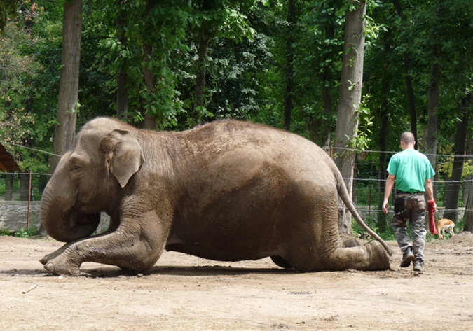 Indiai elefánt hason