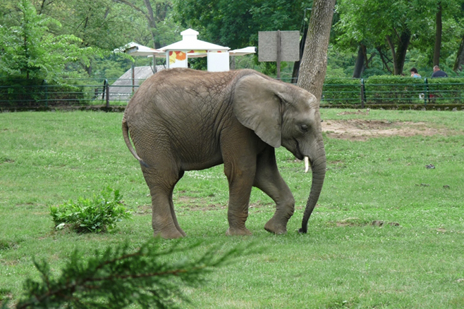 Fiatal afrikai elefánt