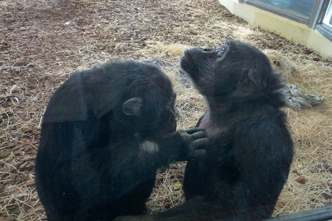 Sebápolás csimpánzmódra