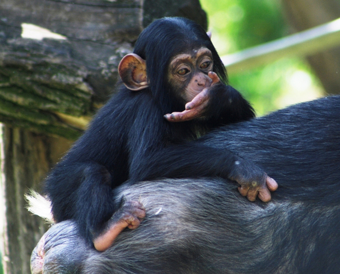 Csimpánzkölyök