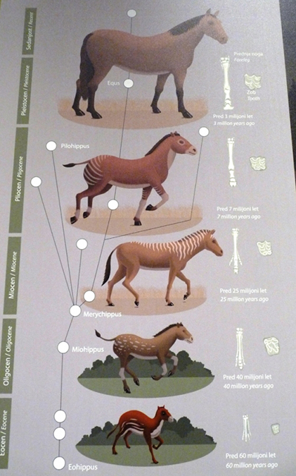 A lovak evolúciója