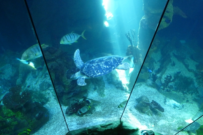 A két emelet magas tengeri akvárium
