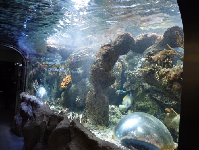 A hullámverés zónát bemutató akvárium