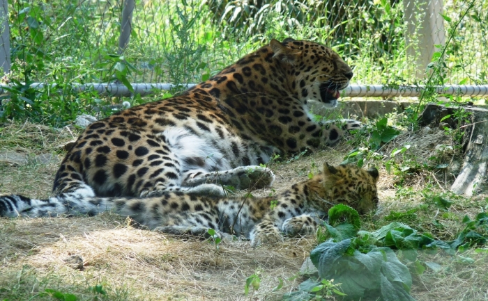 Amuri leopárd anya kölykével