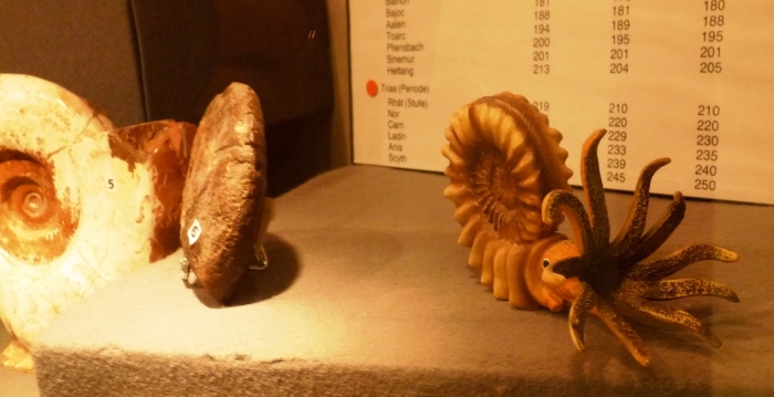 Ammonita modell
