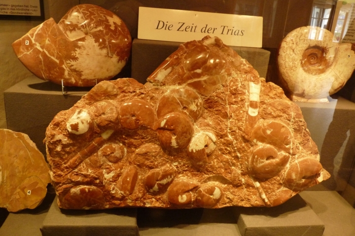 Ammoniták Altaussee múzeumában