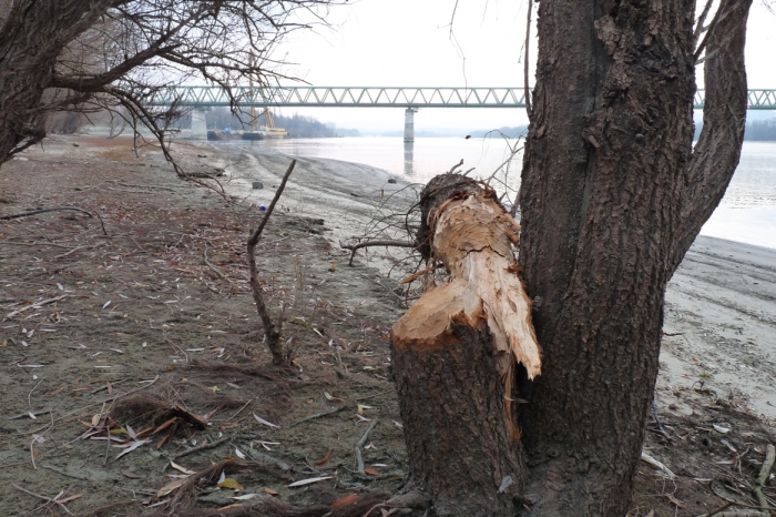 Kidöntött fa, háttérben az Északi-összekötő-vasúti híd