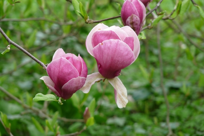 A liliomfa virága