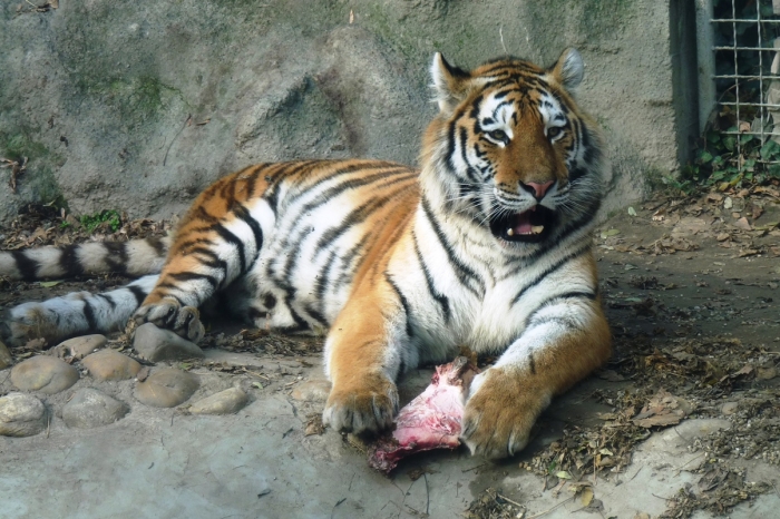 A szibériai tigris fogai