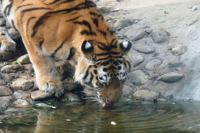 A tigris a nyelvével lefetyelve iszik