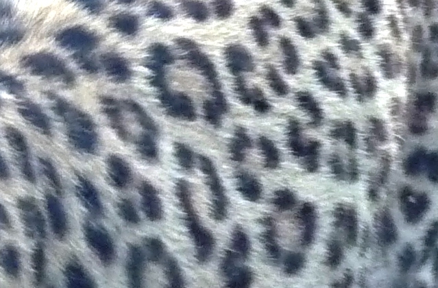 A leopárd foltjai
