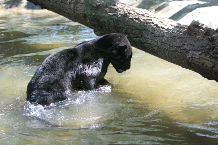 A fekete jaguár szereti a vizet