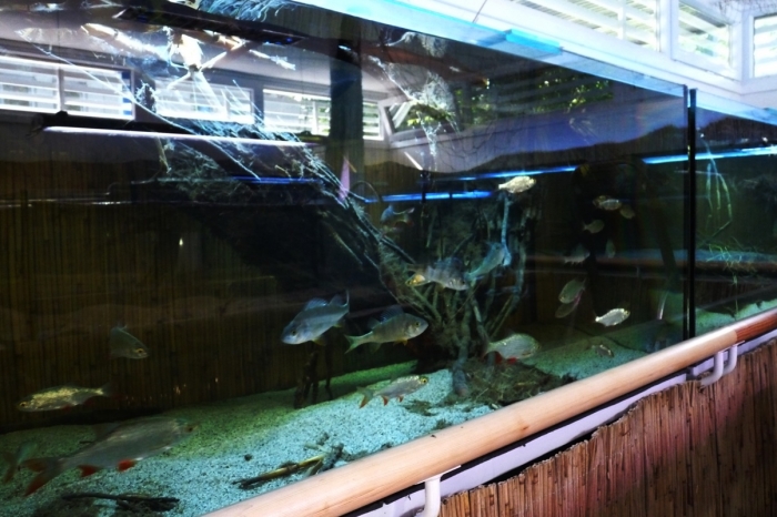 A nagy akváriumokban kényelmesen elférnek a halak 