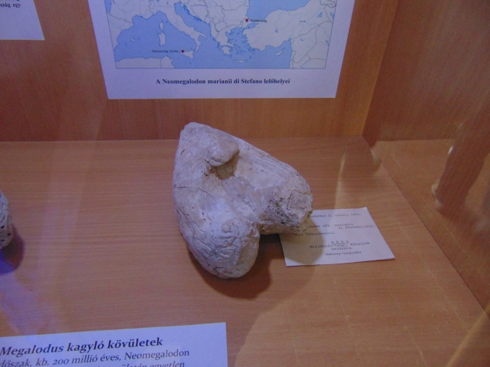 Megalodus kagyló kőbél