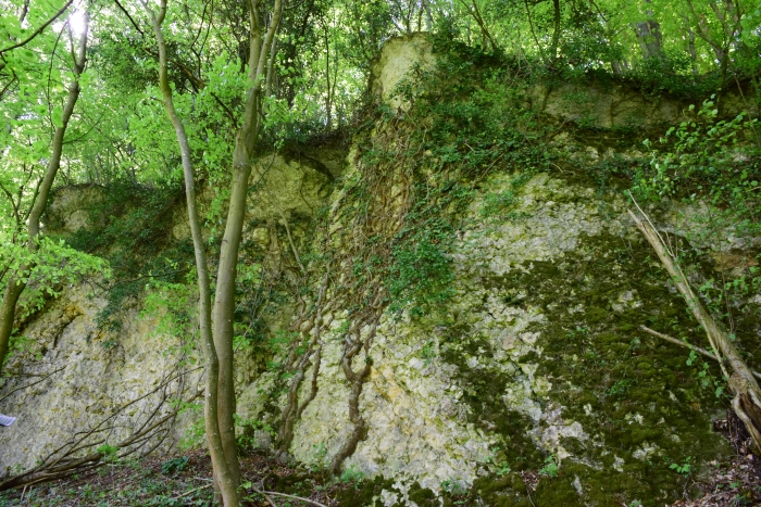 Szőci Mészkőből álló sziklafal